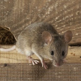 MOUSE STOP - tesniaca pasta proti hlodavcom (myš)